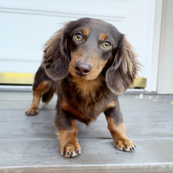 Dachshund
