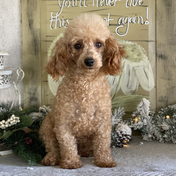 Poodle