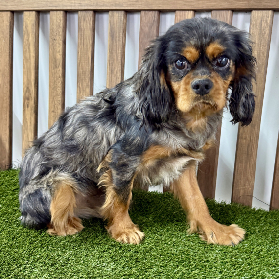 Cavalier King Charles Spaniel