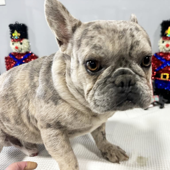 French Bulldog
