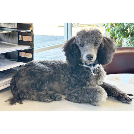 Poodle