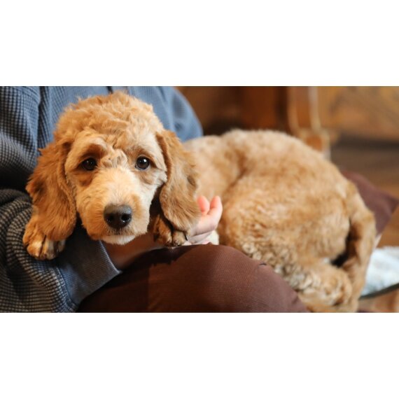 Goldendoodle