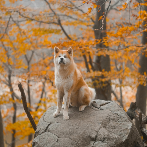 About akita breed - facts and overview