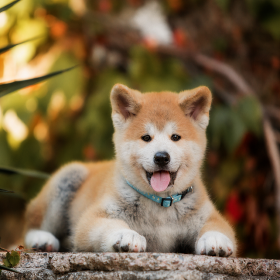 About akita breed - facts and overview