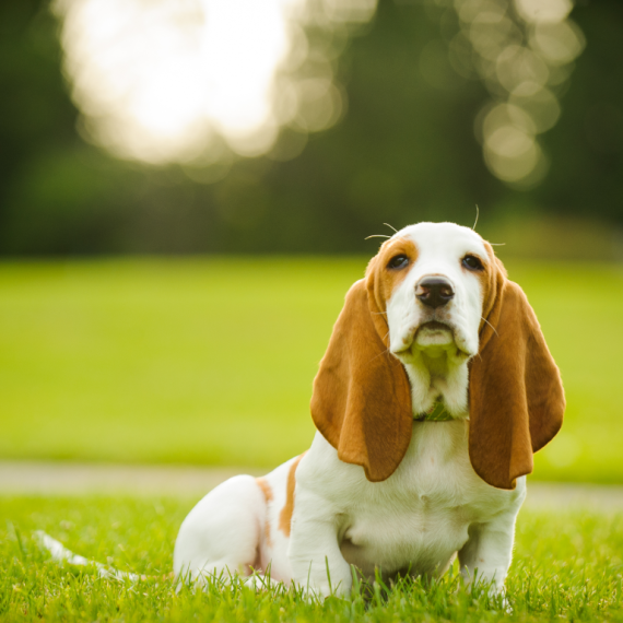 About Basset Hound
