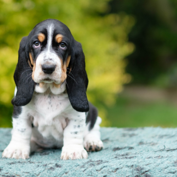 About basset hound breed - facts and overview