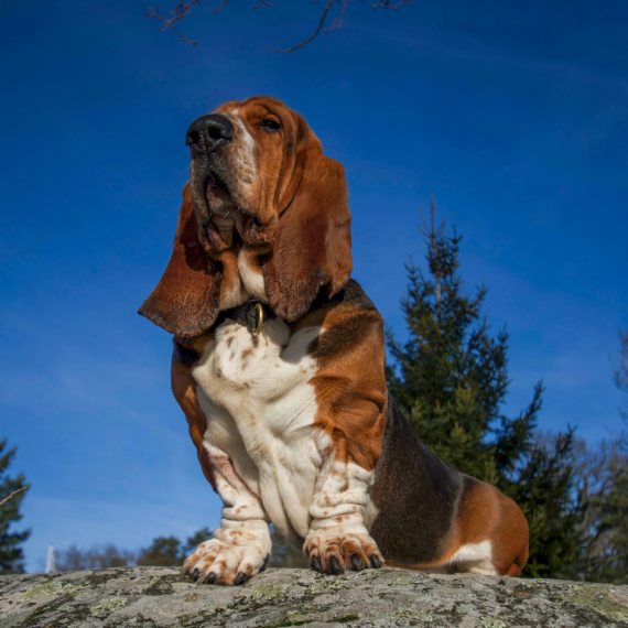 About basset hound breed - facts and overview