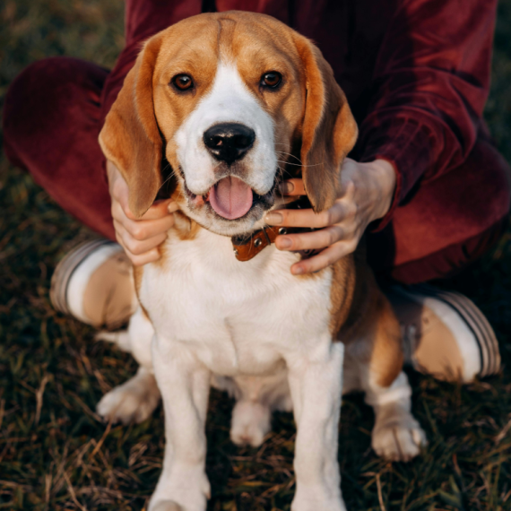 About beagle breed - facts and overview