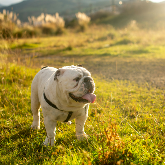 About bulldog breed - facts and overview