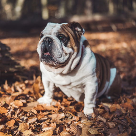 About bulldog breed - facts and overview