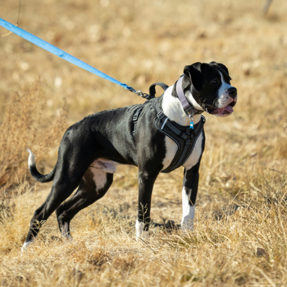 About boxer breed - facts and overview