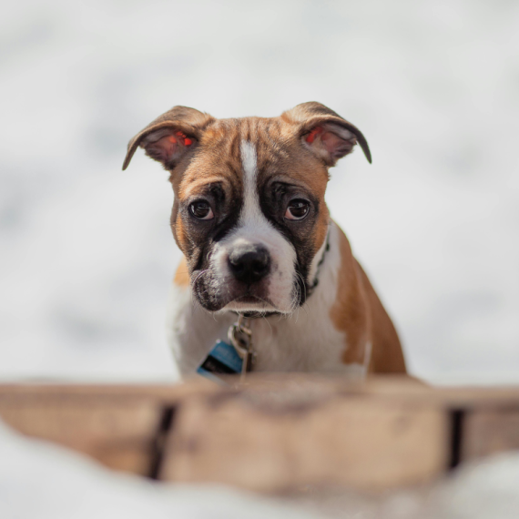 About boxer breed - facts and overview