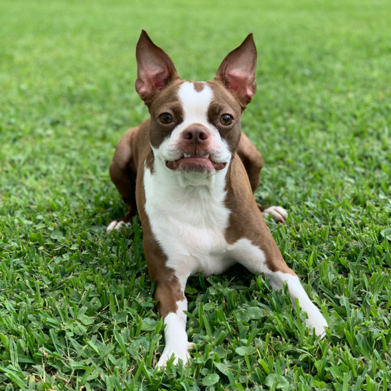 About boston terrier breed - facts and overview