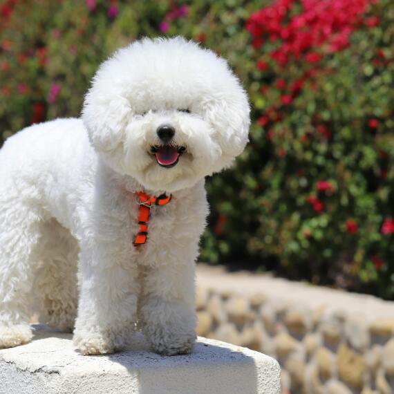 About bichon frise breed - facts and overview