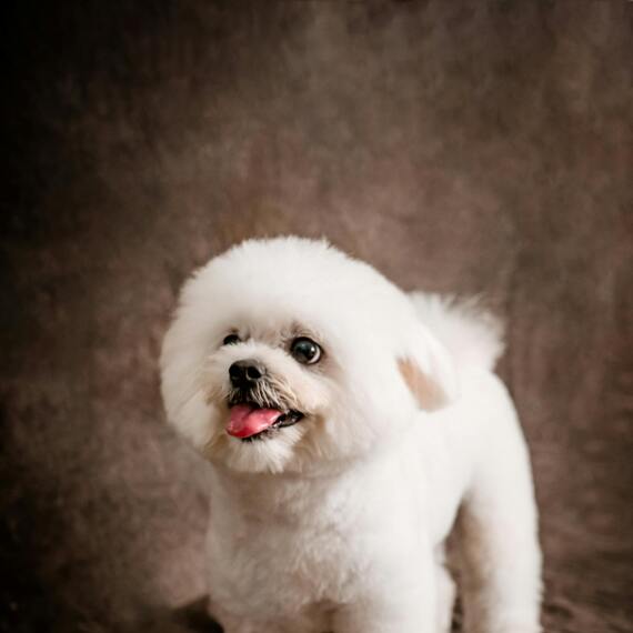 About bichon frise breed - facts and overview