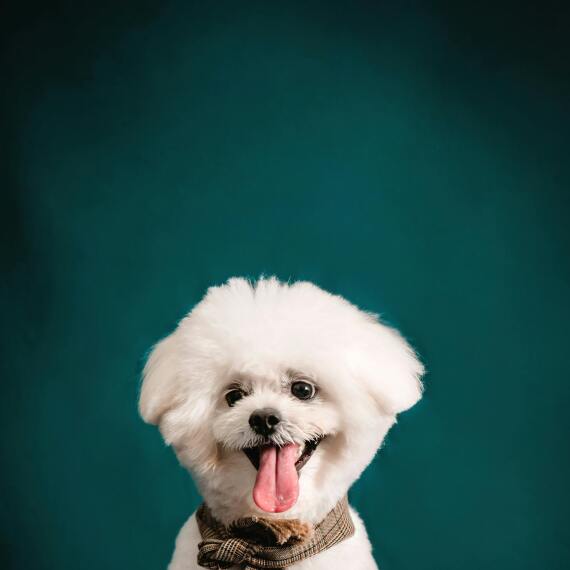 About bichon frise breed - facts and overview