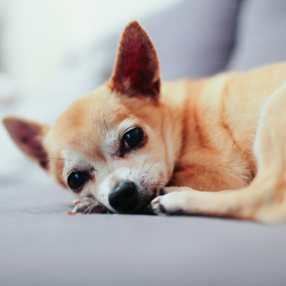 About chihuahua breed - facts and overview