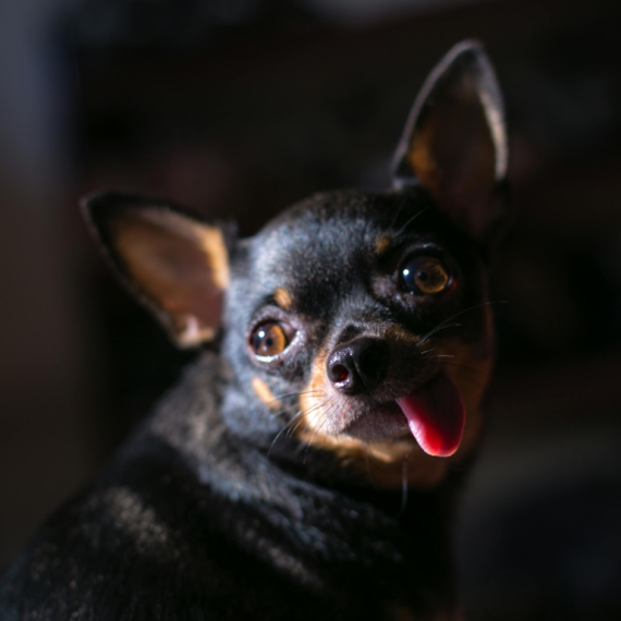 About chihuahua breed - facts and overview