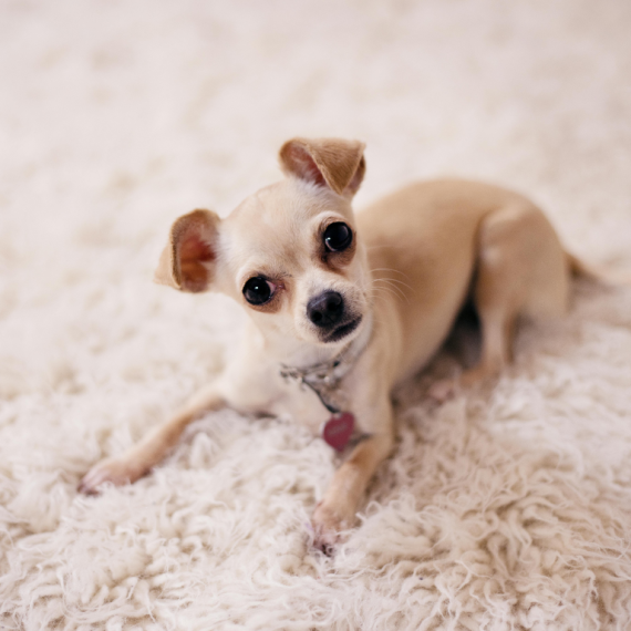 About chihuahua breed - facts and overview