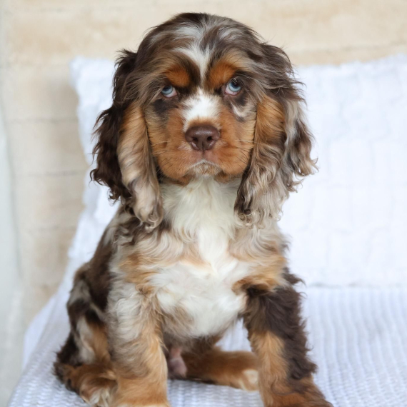 About cocker spaniel breed - facts and overview