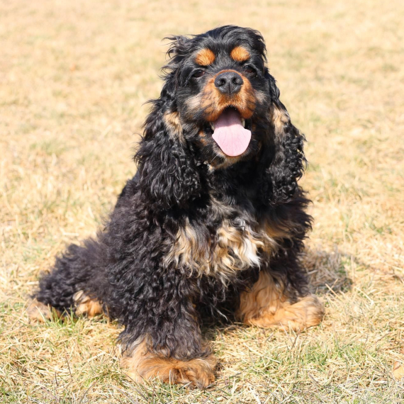 About cocker spaniel breed - facts and overview
