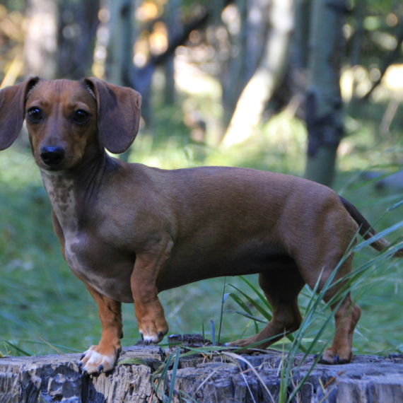 About dachshund breed - facts and overview