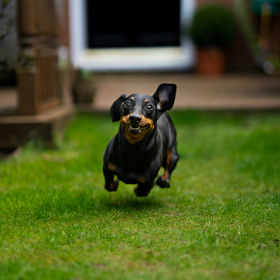 About dachshund breed - facts and overview