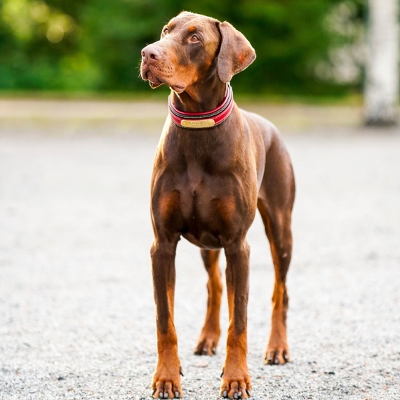 About Doberman Pinscher
