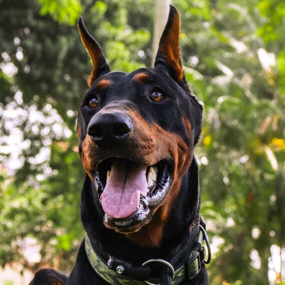 About doberman pinscher breed - facts and overview