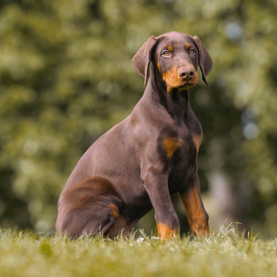 About doberman pinscher breed - facts and overview