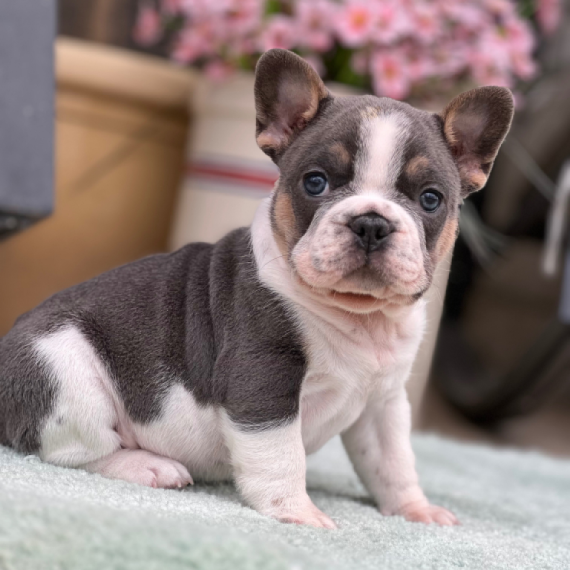 About french bulldog breed - facts and overview