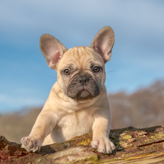 About french bulldog breed - facts and overview