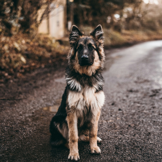 About german shepherd dog breed - facts and overview