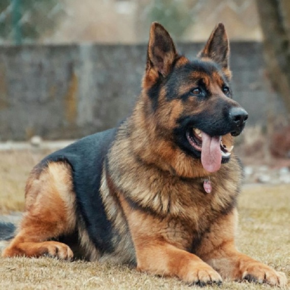 About german shepherd dog breed - facts and overview