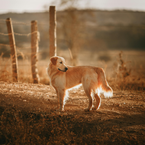 About golden retriever breed - facts and overview