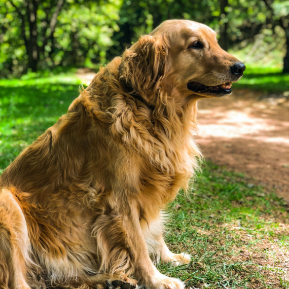 About golden retriever breed - facts and overview