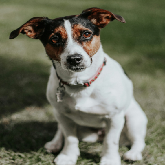 About russell terrier breed - facts and overview