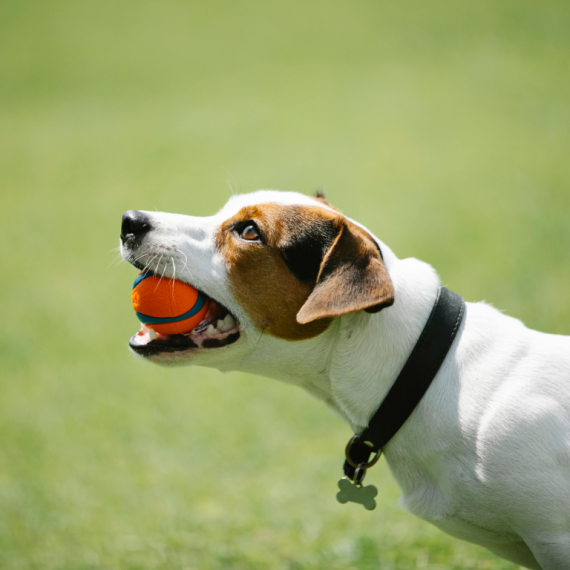 About russell terrier breed - facts and overview