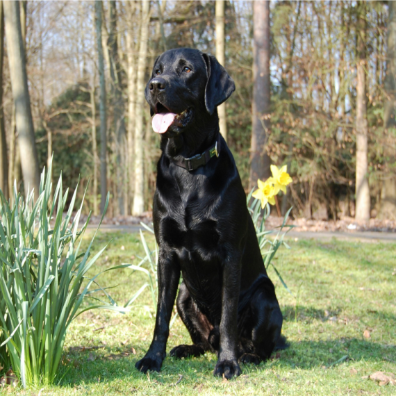 About labrador retriever breed - facts and overview