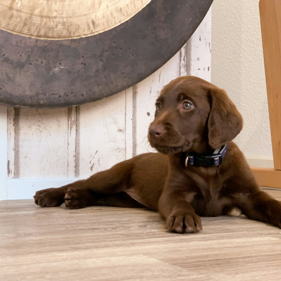 About labrador retriever breed - facts and overview