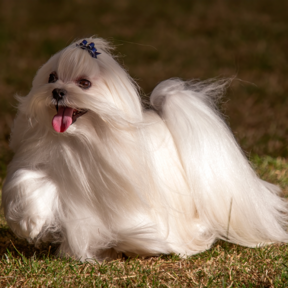 About maltese breed - facts and overview