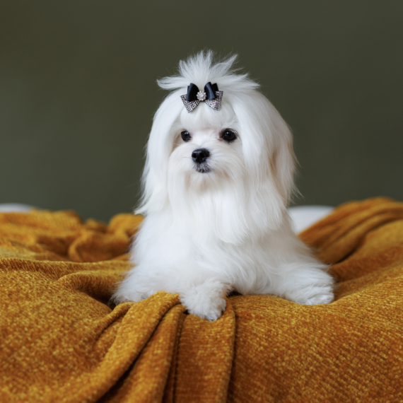 About maltese breed - facts and overview