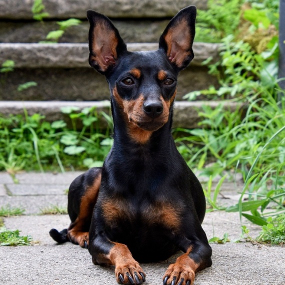 About Miniature Pinscher
