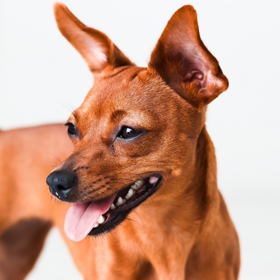 About miniature pinscher breed - facts and overview
