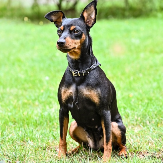 About miniature pinscher breed - facts and overview