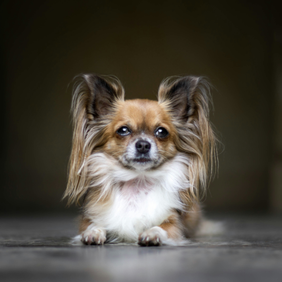 About Papillon