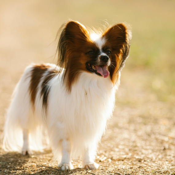 About papillon breed - facts and overview