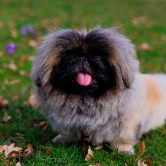About pekingese breed - facts and overview