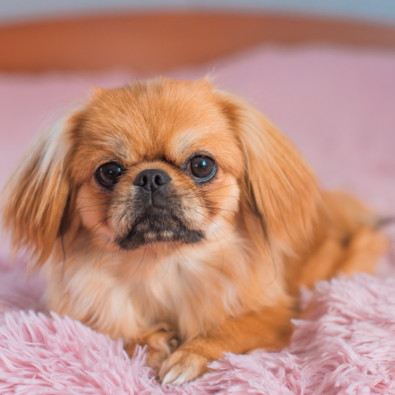 About pekingese breed - facts and overview