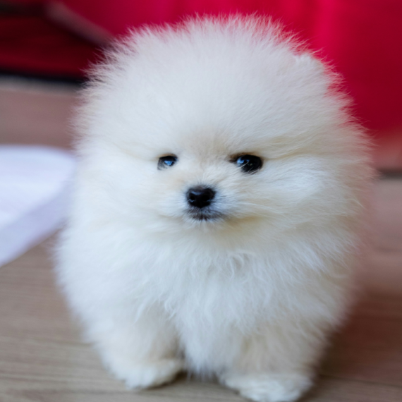 About pomeranian breed - facts and overview